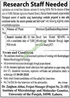 University of Punjab Jobs